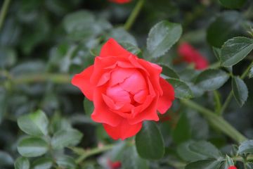 rose-bud-2573403__480