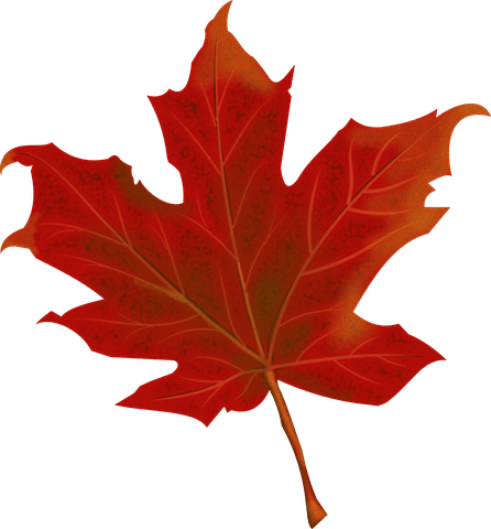 leaf-984998__480.png